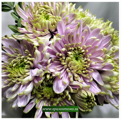 Хризантема одноголовая Rossano Charlotte /о.17/поставка весна 2026г/