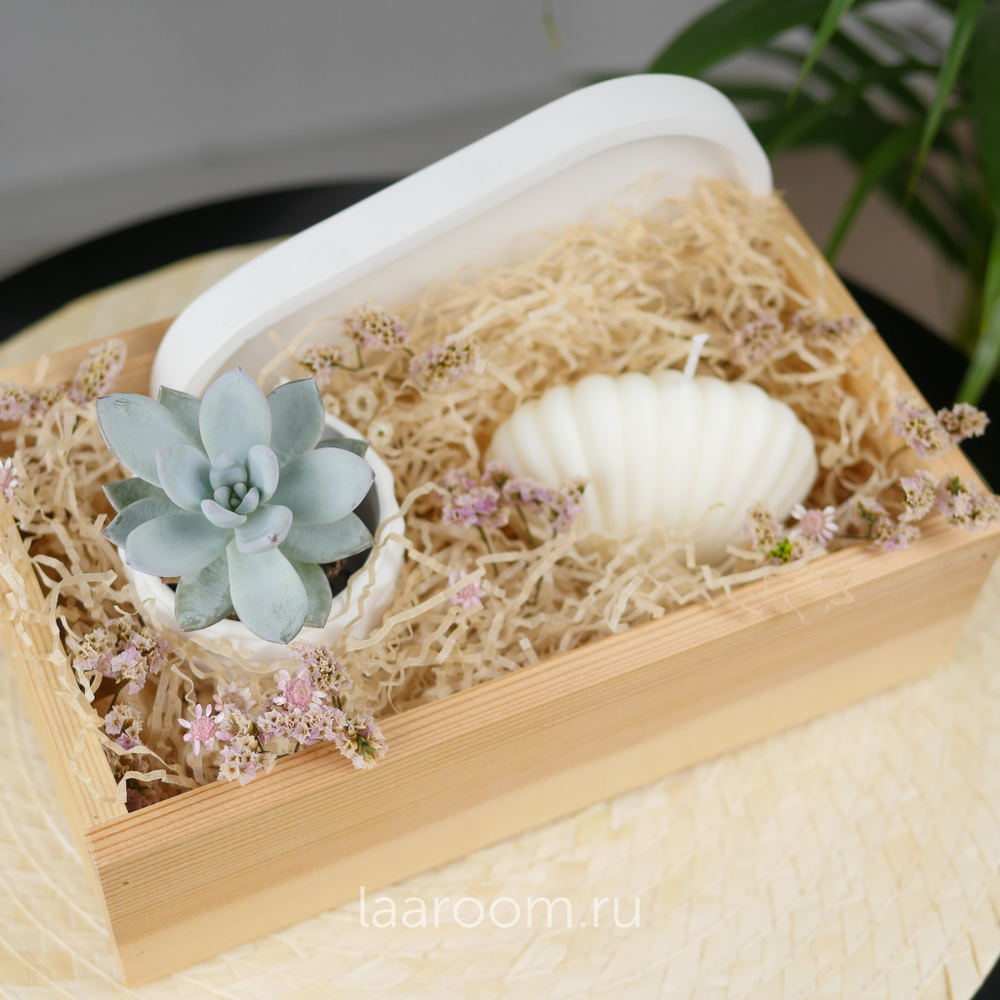 Подарочный бокс суккулент + свеча №1