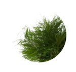 Трава Тики "Verdissimo"