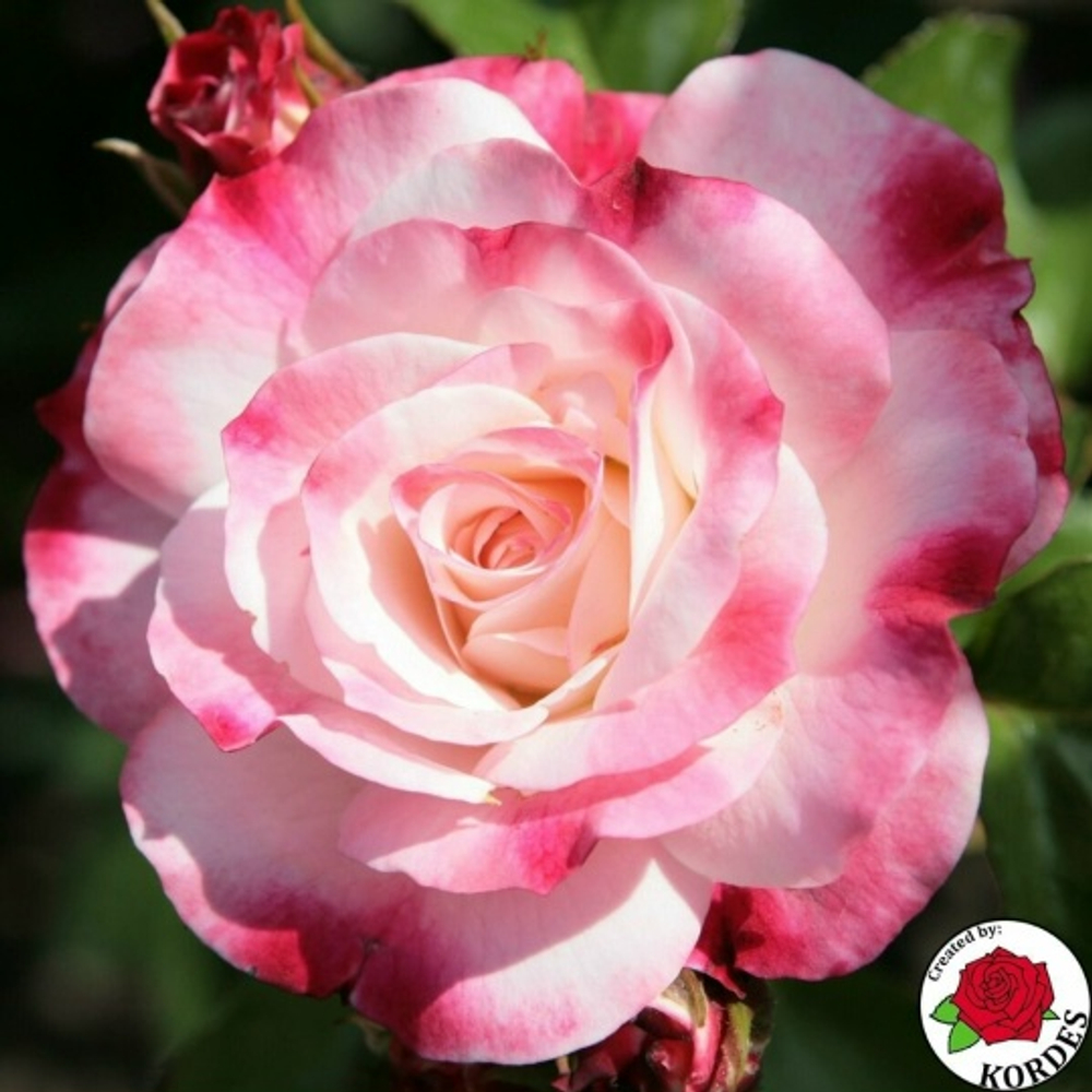 Роза Розенштадт Фрайзинг ( Шраб)