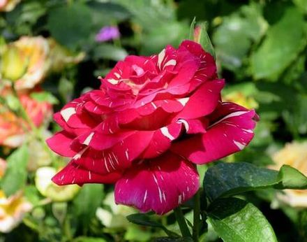 Пестрая Фантазия