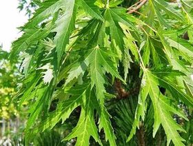 Клён сахаристый (серебристый)