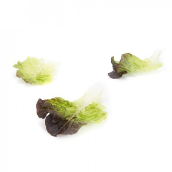 Бонарда семена салата саланова многолистный – фото 4