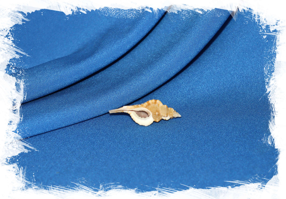 Циматиум тенилиратум (Cymatium tenuiliratum)