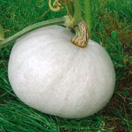 Тыква Волжская серая 4-6гр 200% НК