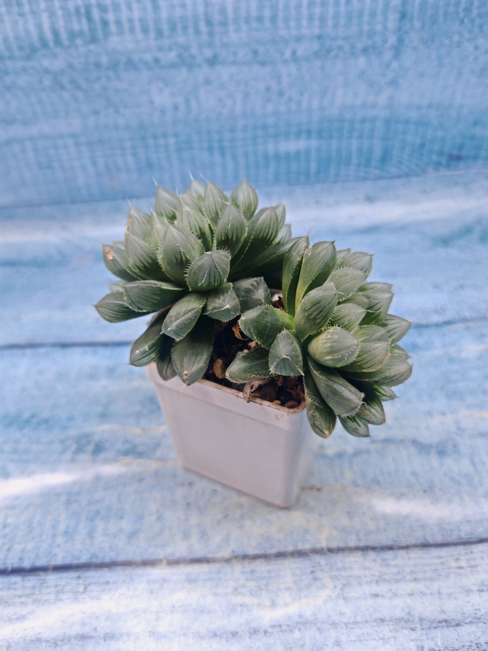 Haworthia Cooperi Pilifera (Хавортия)