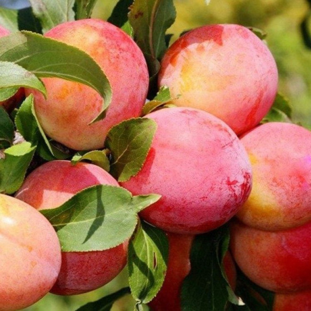 Слива Болховчанка