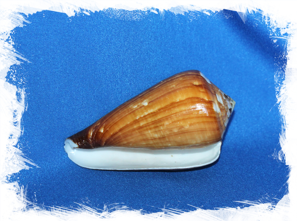 Ракушка Конус Вексиллум, Conus vexillum