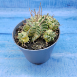 Euphorbia meloformis f. Variegated (Эуфорбия вариегатная)