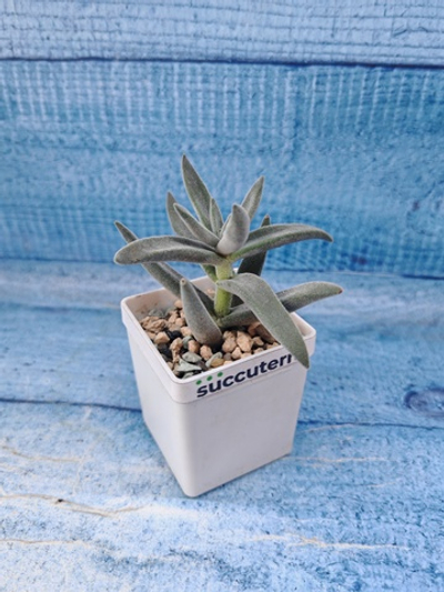 Crassula Silver Spark (Крассула)