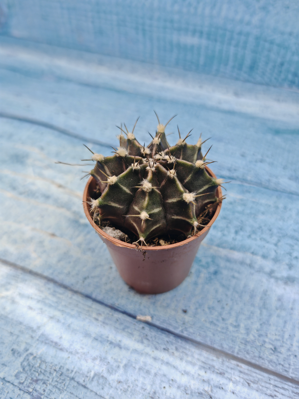 Gymnocalycium Friedrichii (Гимнокалициум)