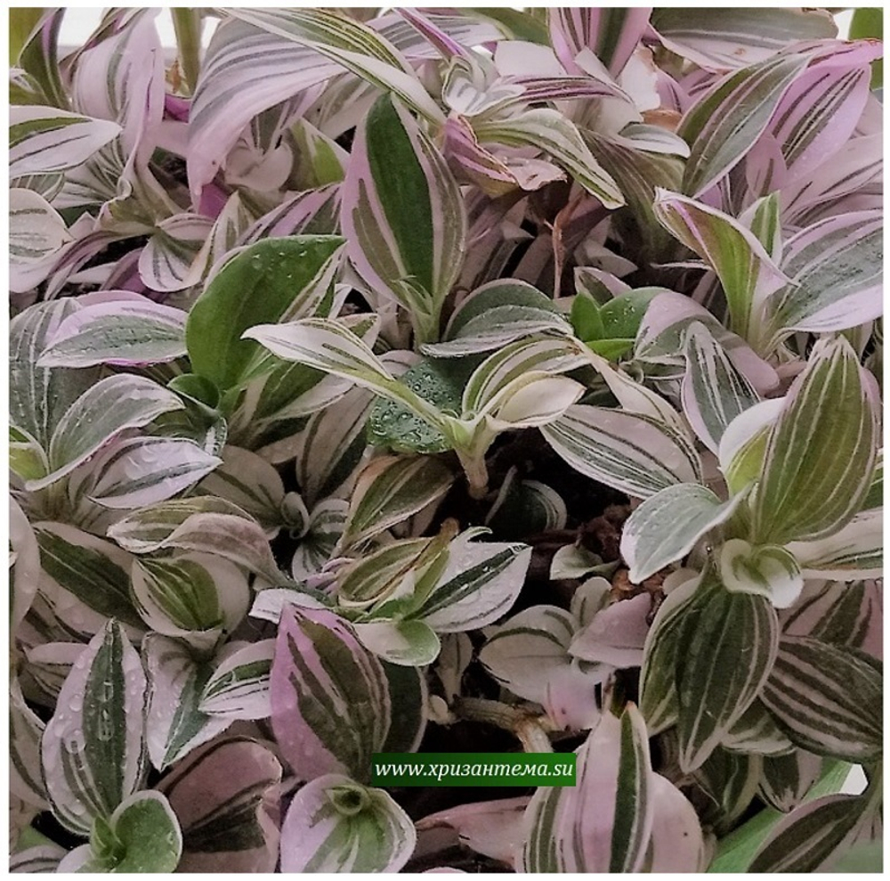 Tradescantia Albiflora White-Pink