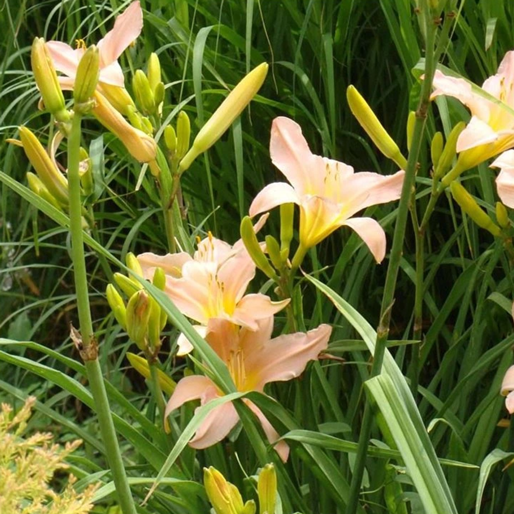 Лилейник гибридный "Catherine Woodbury". Hemerocallis hybrida "Catherine Woodbury".