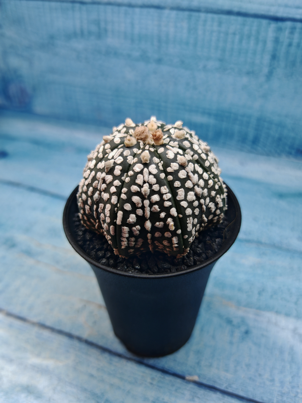 Astrophytum Asterias (Астрофитум)