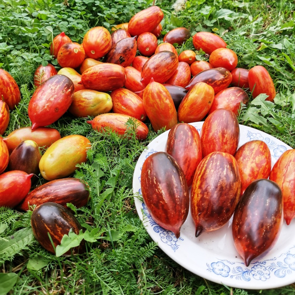 Помидоры - Гном Бой с Тенью