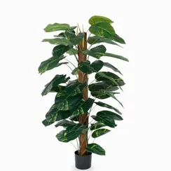 Диффенбахия высота 152 см