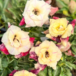 Адениум RUNG CHAT