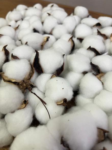 Хлопок белый на проволоке (упак 50 шт)