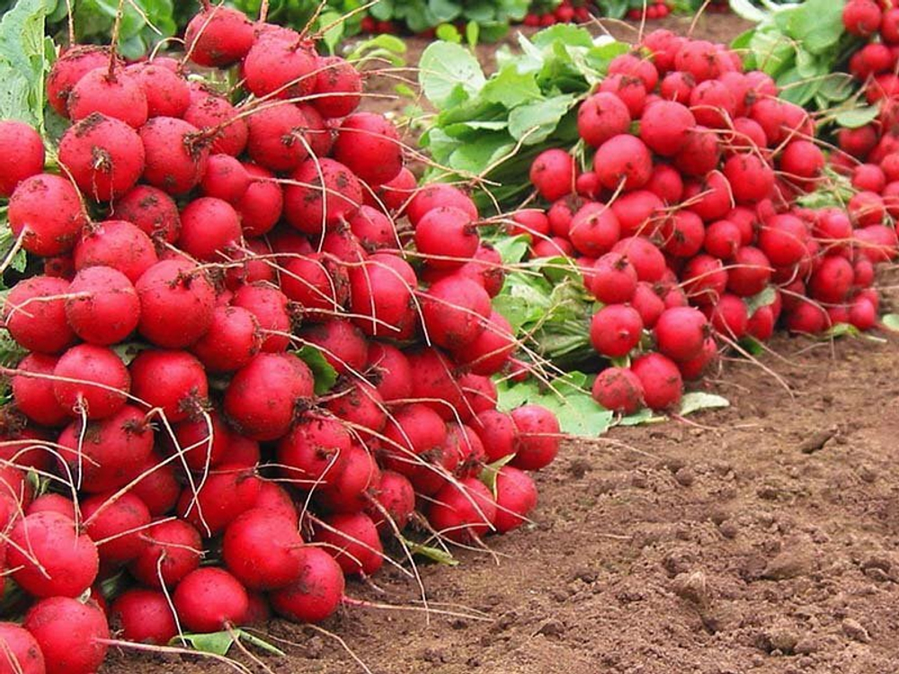 Редис Селеста F1 (10гр) Витагрин Профи