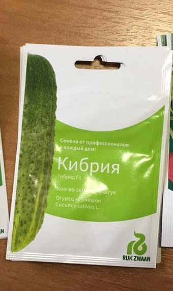 КИБРИЯ F1 семена огурца (Rijk Zwaan | Alexagro) – фото 7