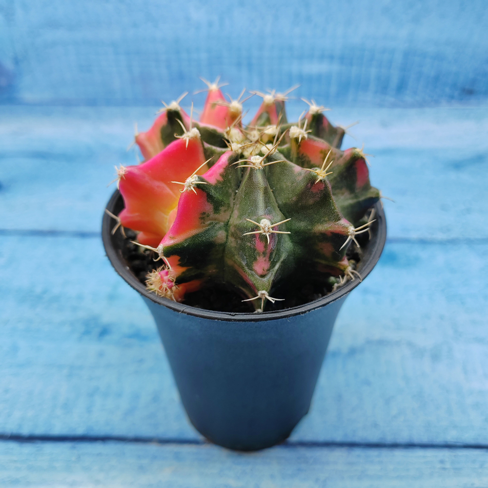 Gymnocalycium Variegata (Гимнокалициум Вариегатный)