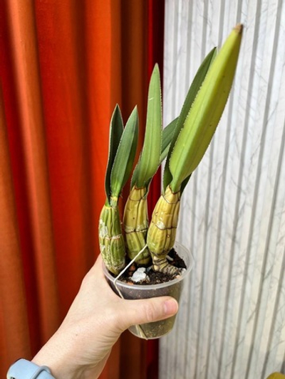 Эулофия Петерси, D8см Н25см, 1шт, Urban Jungle (2962)
