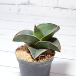 Sansevieria Samurai (Сансевиерия Самурай)