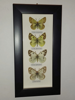 Бабочки Желтушки Colias в рамке