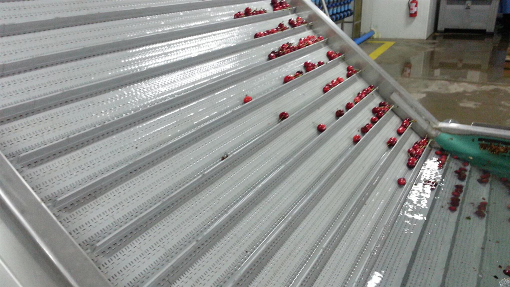 черешня чилийская сорт Bing, lapins ,Van.