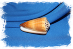 Конус ферригинеус (Conus ferrugineus)