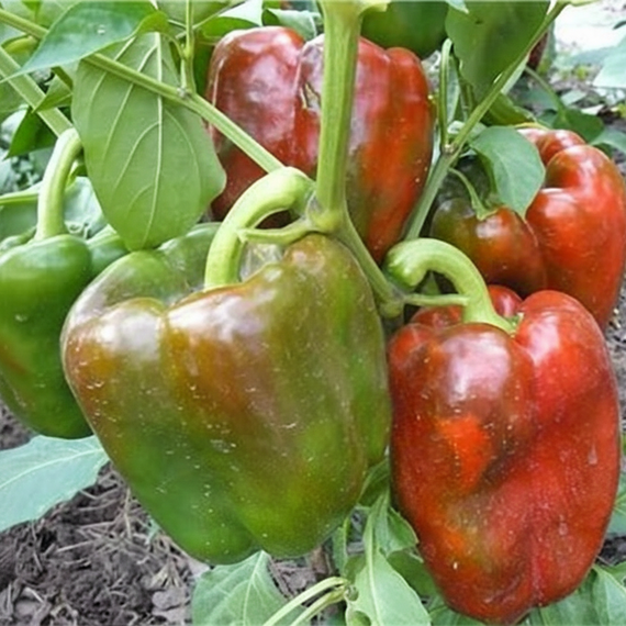 КЛАУДИО F1 семена перца сладкого (Nunhems | Alexagro) – фото 11