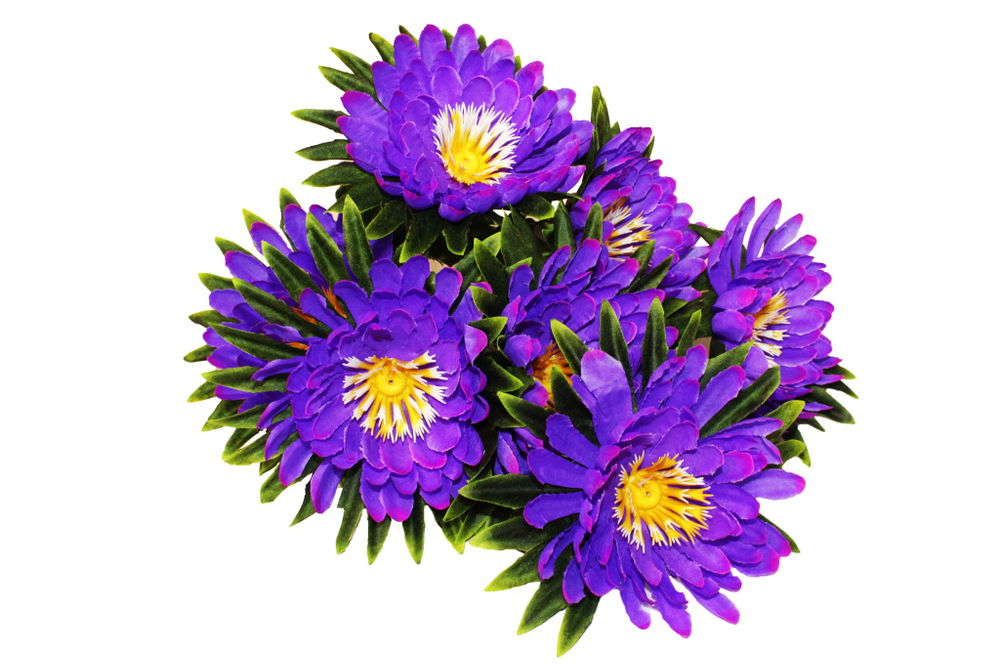 Букет герберы на листе