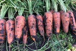 Морковь Кюрасао F1 0,5г ВитаГрин ЭКСТРА