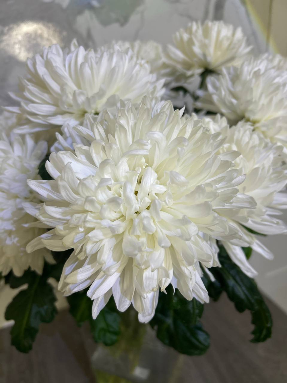 Хризантема белая одноголовая