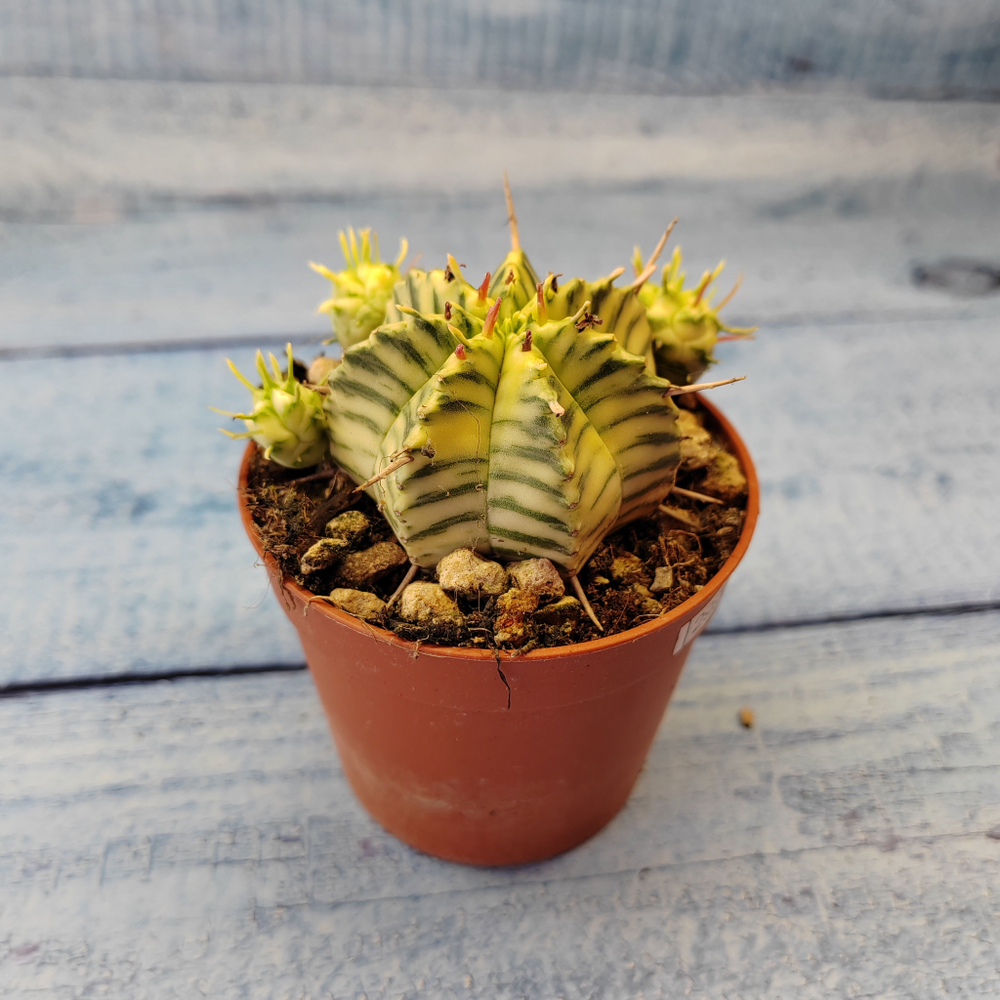 Euphorbia meloformis f. Variegated (Эуфорбия вариегатная)
