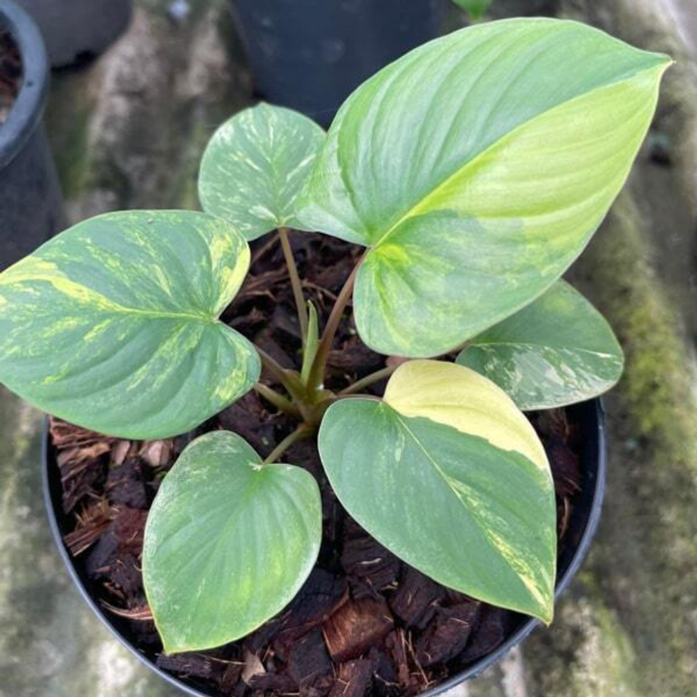 Хомаломена RUBESCENS LEMON PEACH