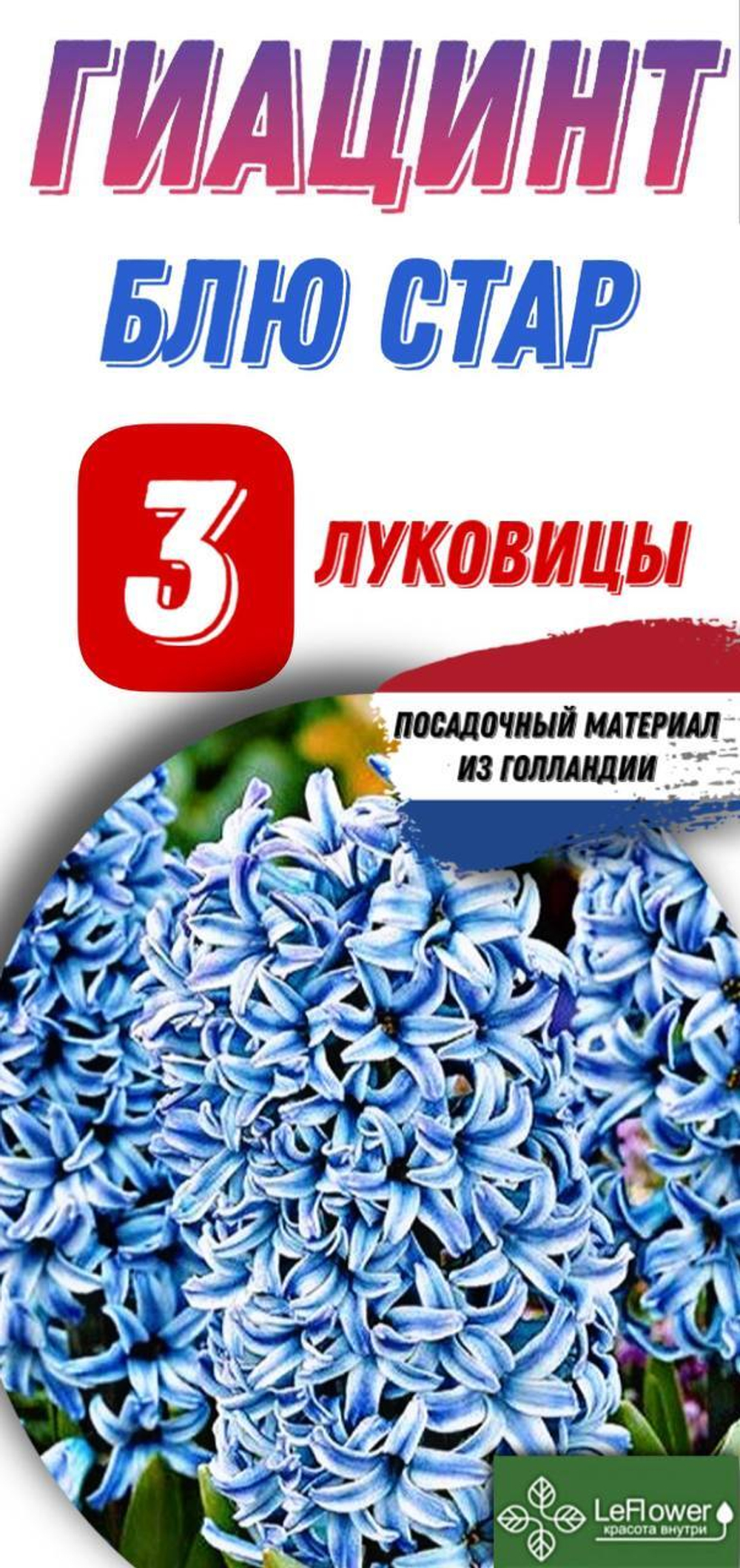Гиацинт Луковицы, Блю Стар, 3шт