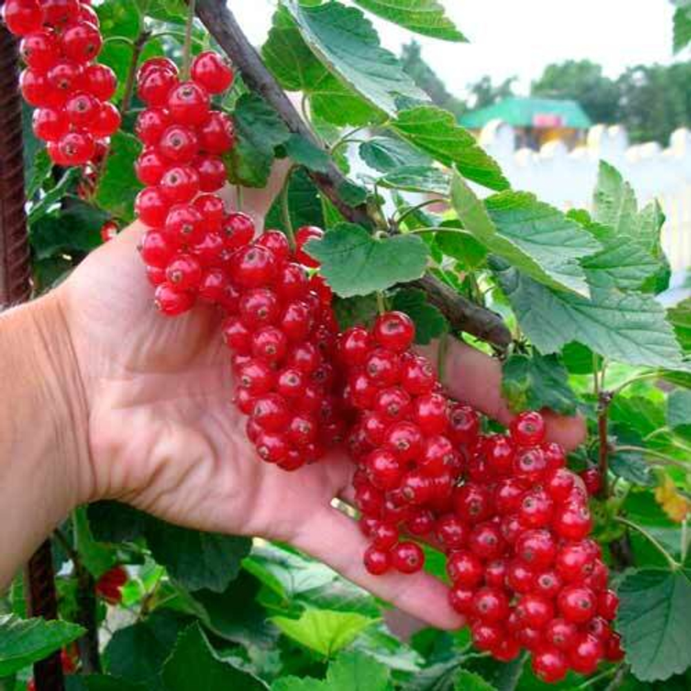 Красная смородина Голландская красная