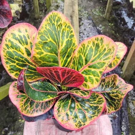 Кротон BUTSARIN