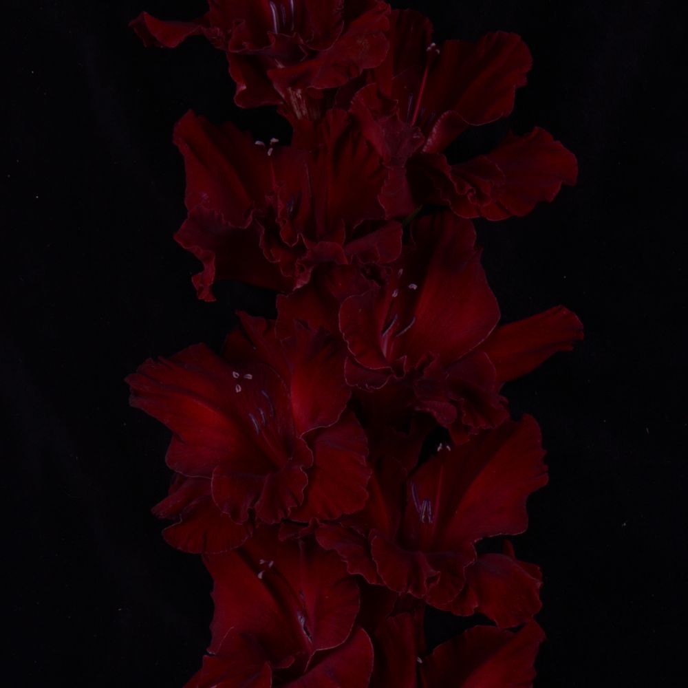 Гладиолус крупноцветковый Мустанг