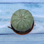 Euphorbia Obesa (Эуфорбия)