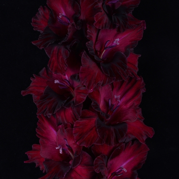 Гладиолус крупноцветковый Игра Теней