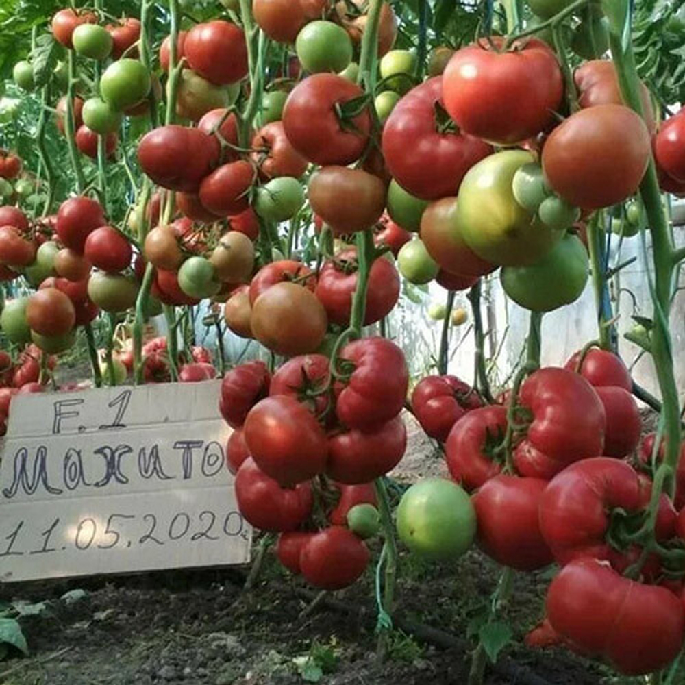 Семена томата Махитос F1, Rijk Zwaan, 5 шт.