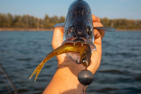 Виброхвосты LJ 3D Series MAKORA SPLIT TAIL 6.0in (15,24)/005 3шт.