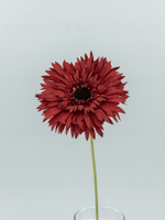 Гербера одиночная