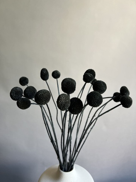 Краспедия стабилизированная черная (упак 20 шт)