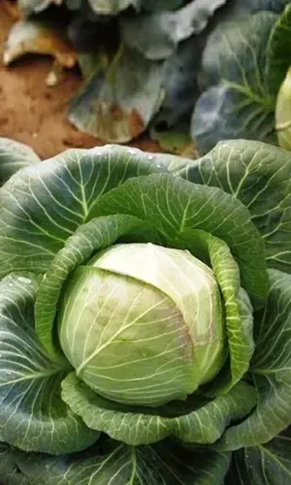 Капуста б/к Сибирячка 0,3г УрДачник