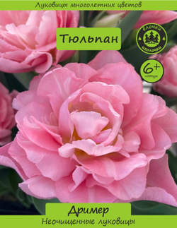 Тюльпан Луковица, Дример, 6+ шт