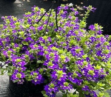 3437 Сцевола SURDIVA Blue Violet Imp (Весна 2026)