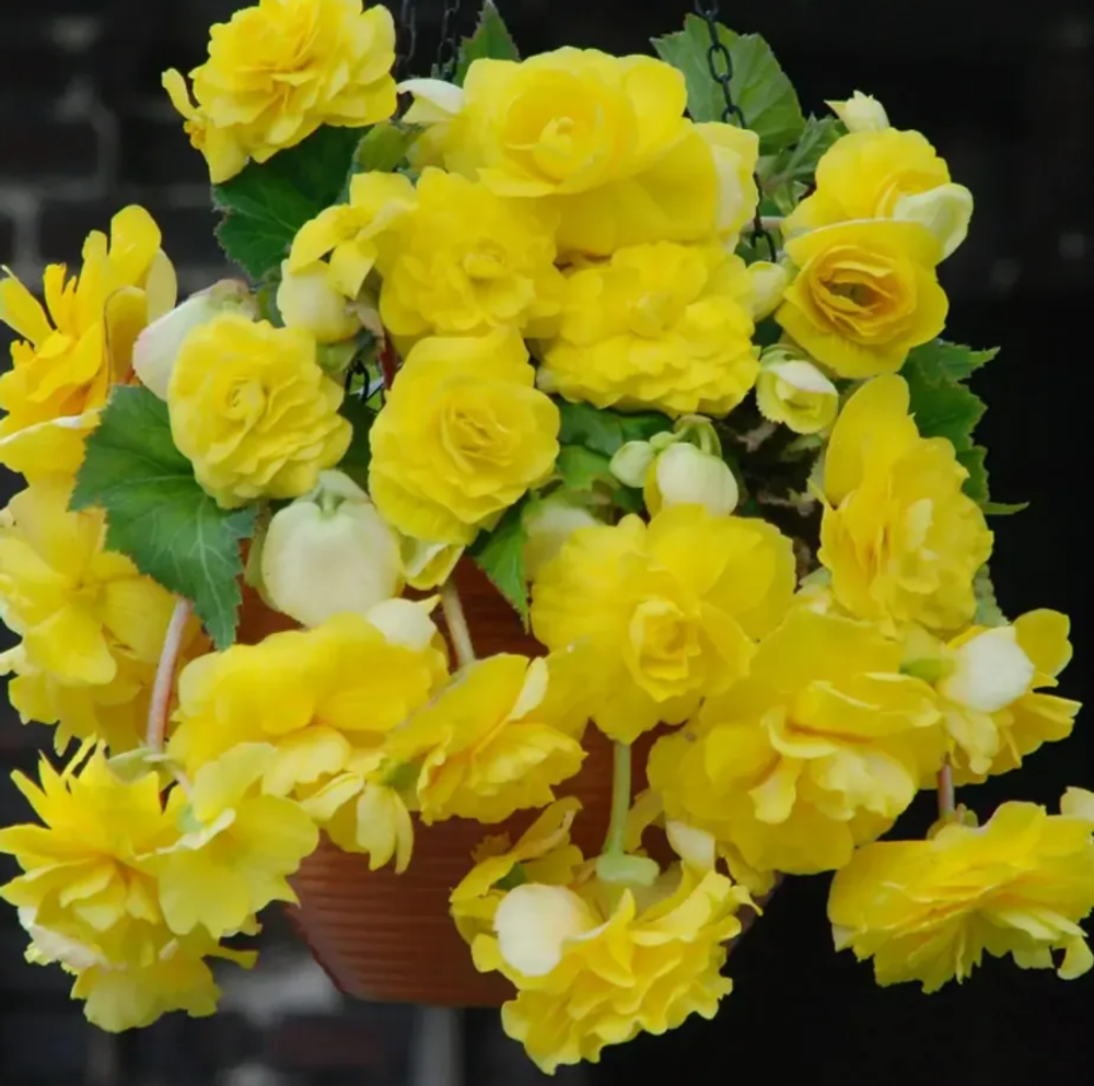 Бегония клубневая Каскад пендула Еллоу март-апрель 26